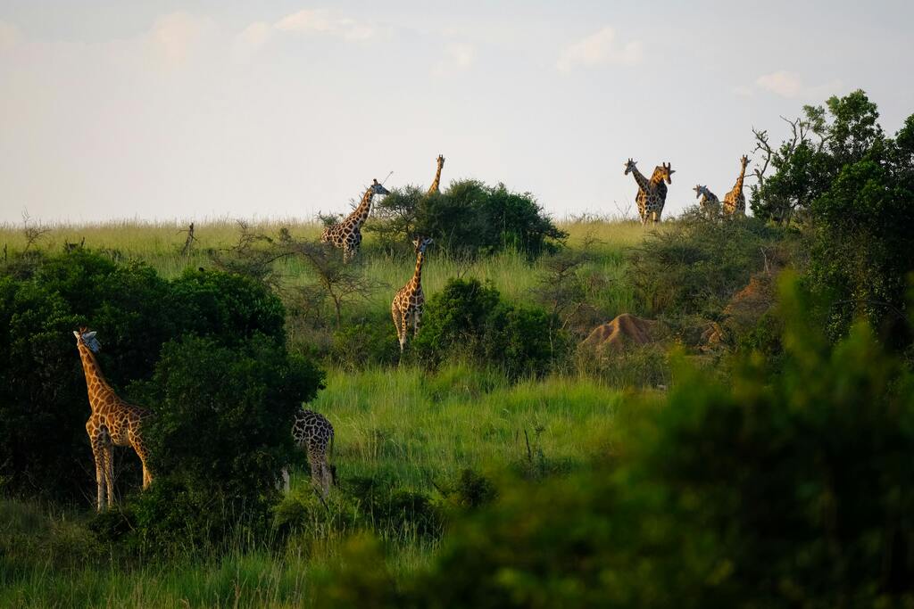 Giraffes of Burkina Faso offers something rare: a safari experience that is raw, diverse, and unforgettable—one that Ghana, with all its charms, simply cannot match.